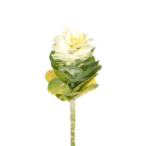 Brassica White