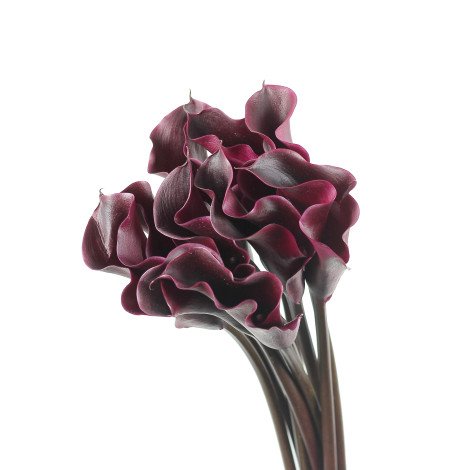 Calla Purple