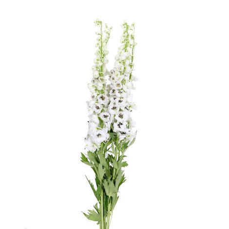 Delphinium White