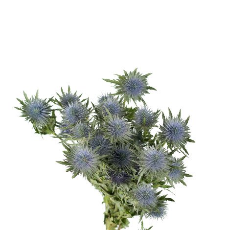 Eryngium