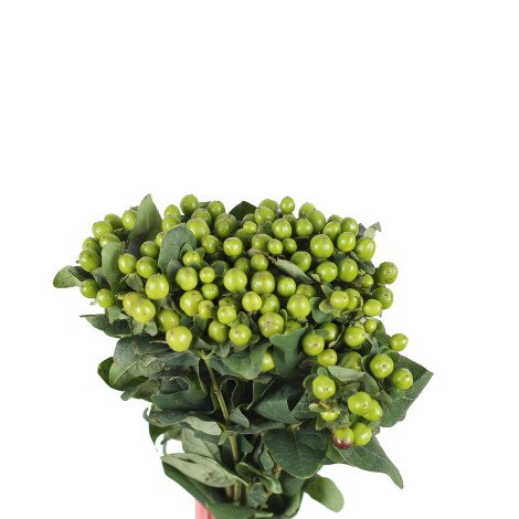 Hypericum Green