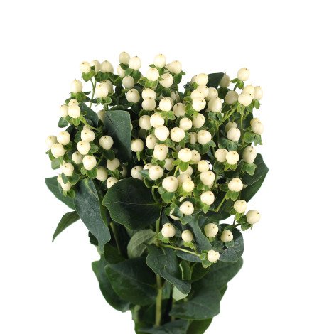 Hypericum White