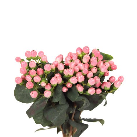 Hypericum Light Pink