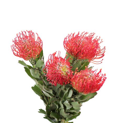 Leucospermum