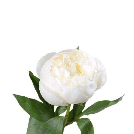 Peony White