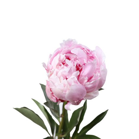 Peony Pink