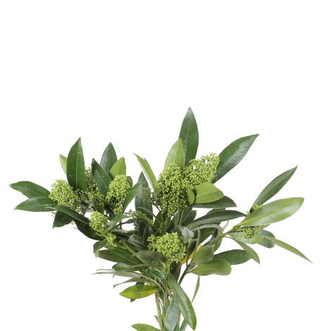 Skimmia Green