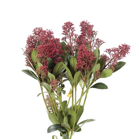 Skimmia Red