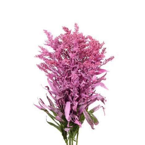 Solidago Tinted Fuchsia