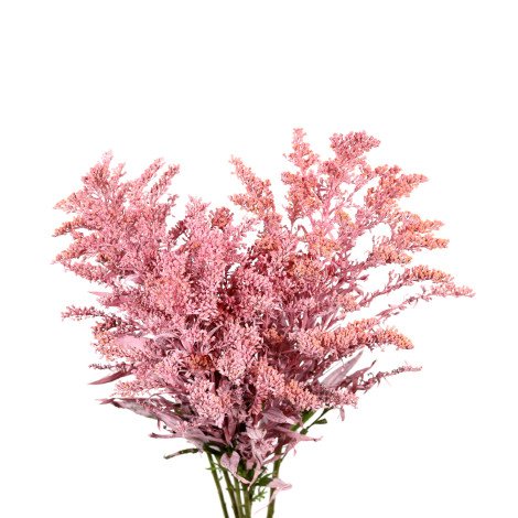 Solidago Tinted Pink