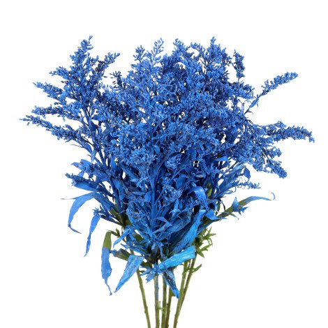 Solidago Tinted Blue