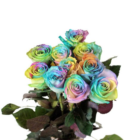 Rainbow Rose