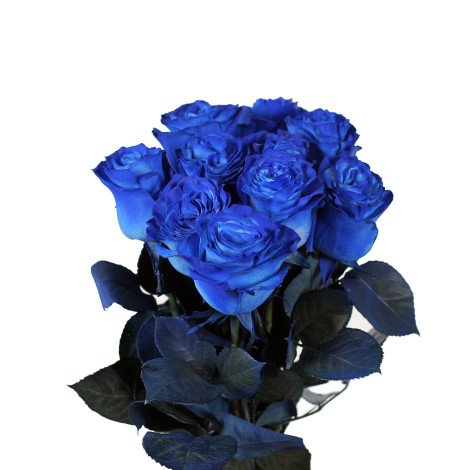 Blue Rose (10pcs/bch)