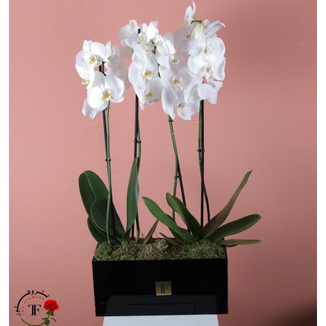 white Phalaenopsis plant