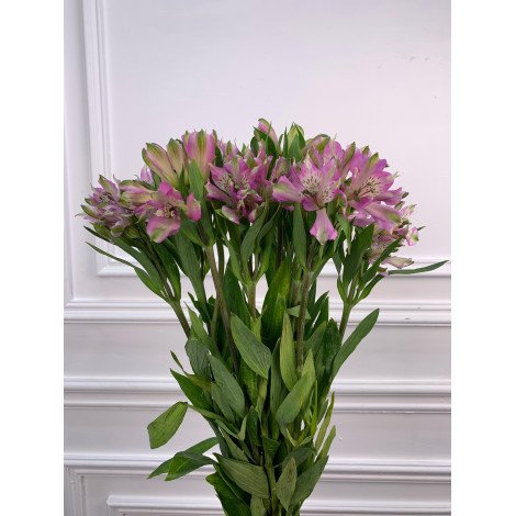 Alstroemeria light pink