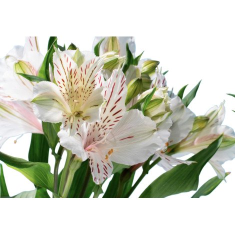 Alstroemeria white