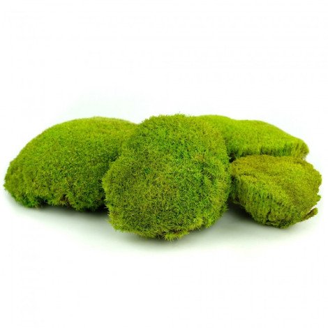 Ball Moss