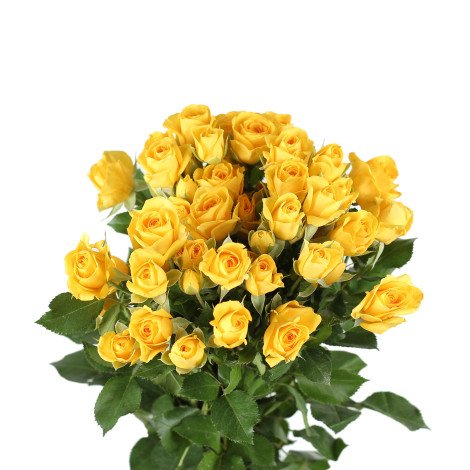 Baby Rose Yellow