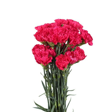 Red Carnation