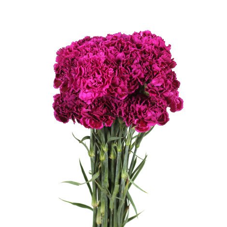 Purple Carnation