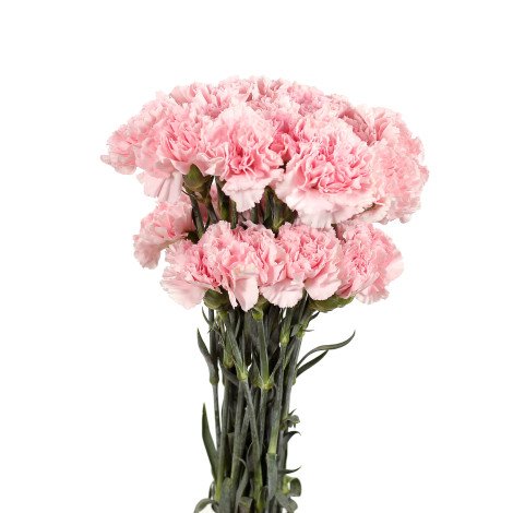 Pink Carnation