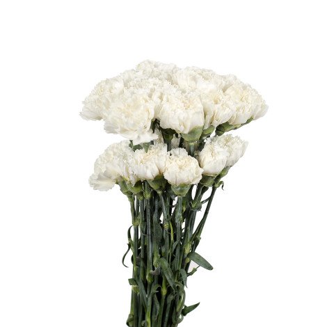 White Carnation