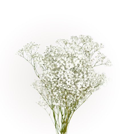 White Gypsophila