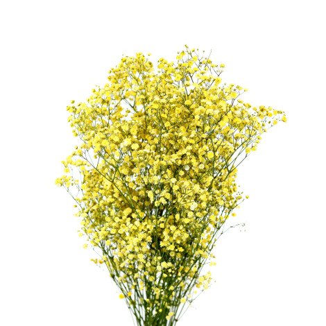 Yellow Gypsophila Tinted