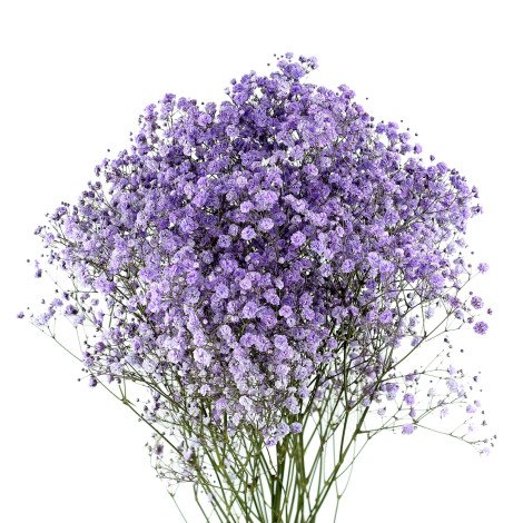 Purple Gypsophila Tinted