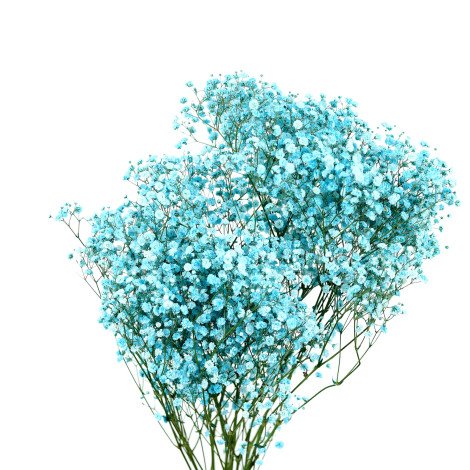 Light Blue Gypsophila Tinted