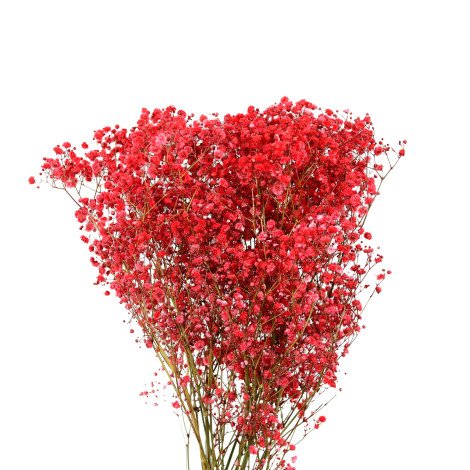 Red Gypsophila Tinted