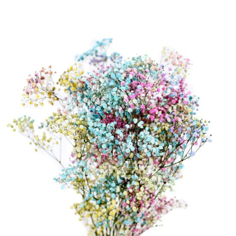 Rainbow Gypsophila Tinted