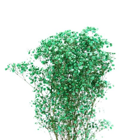 Green Gypsophila Tinted