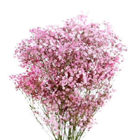 Light Pink Gypsophila Tinted