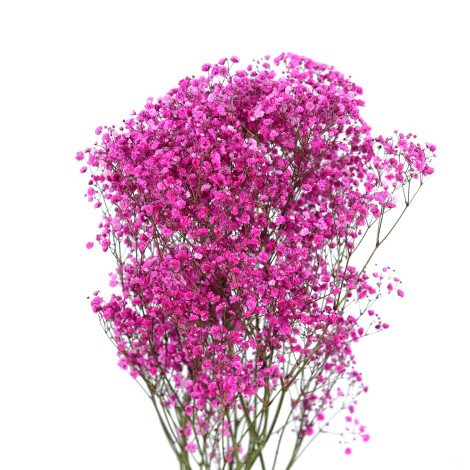 Fuchsia Gypsophila Tinted