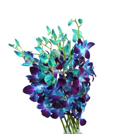 Blue Baby Orchid Tinted