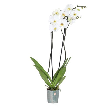 Phalaenopsis Plant White