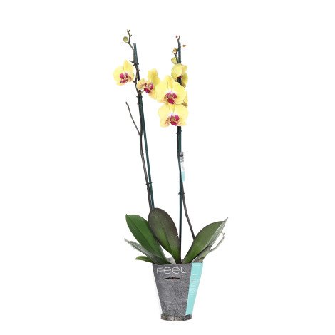 Phalaenopsis Plant Yellow