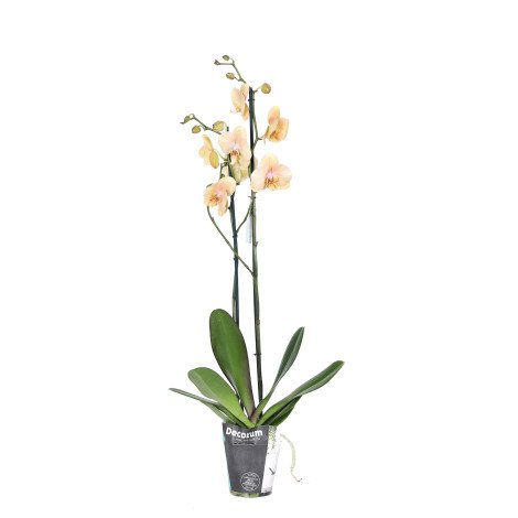 Phalaenopsis Plant Peach