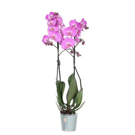 Phalaenopsis Plant Fuchsia