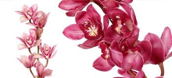 Cymbidium