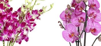 Orchid and Phalaenopsis